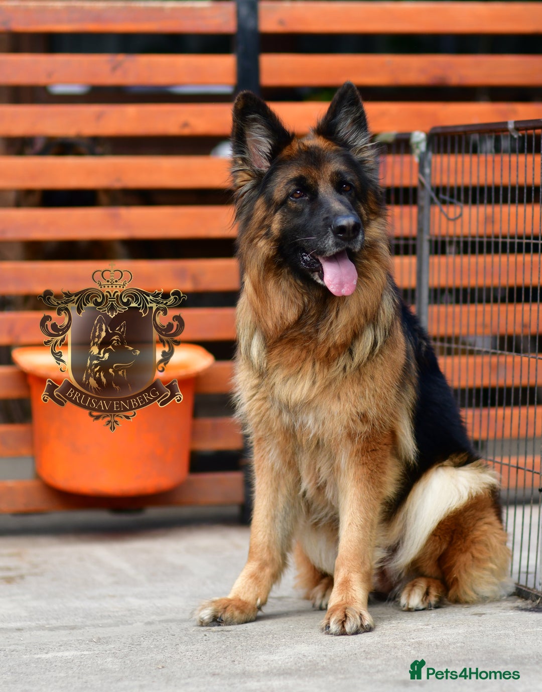 German Shepherd dogs for sale: TWO ADULT LONGHAIRED GSD FEMALES  - Image 10