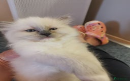 Ragdoll cats for sale: Beautiful Ragdoll Kittens - Image 22