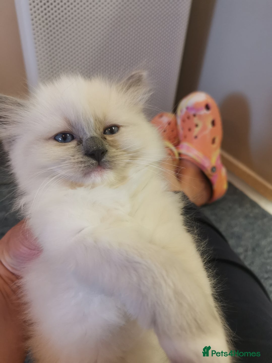 Ragdoll cats for sale: Beautiful Ragdoll Kittens - Image 22