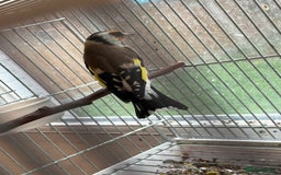 Canaries birds for sale: Canary - Image 8