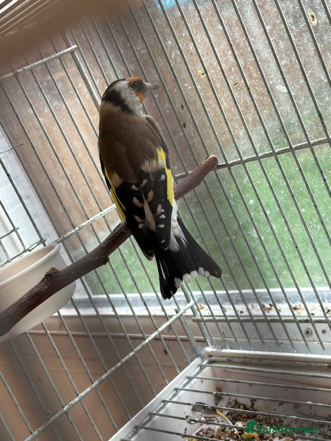 Canaries birds for sale: Canary - Image 8