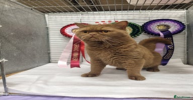 British Shorthair cats - Advert 6