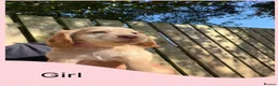 Cocker Spaniel dogs for sale: KC Registered Cocker Spaniel Puppies - Advert 24
