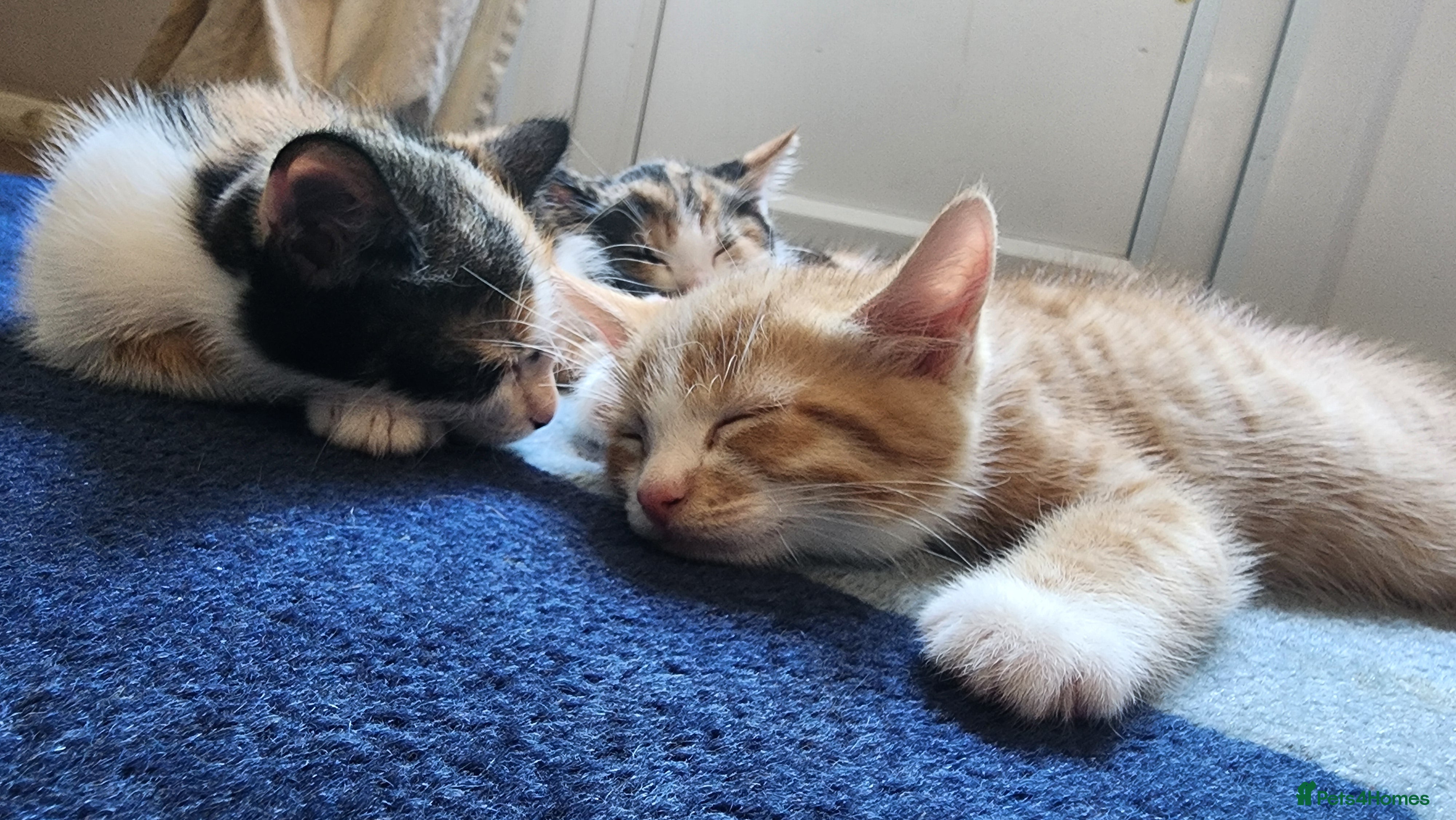 Mixed Breed cats Kittens ready to go - Advert 3