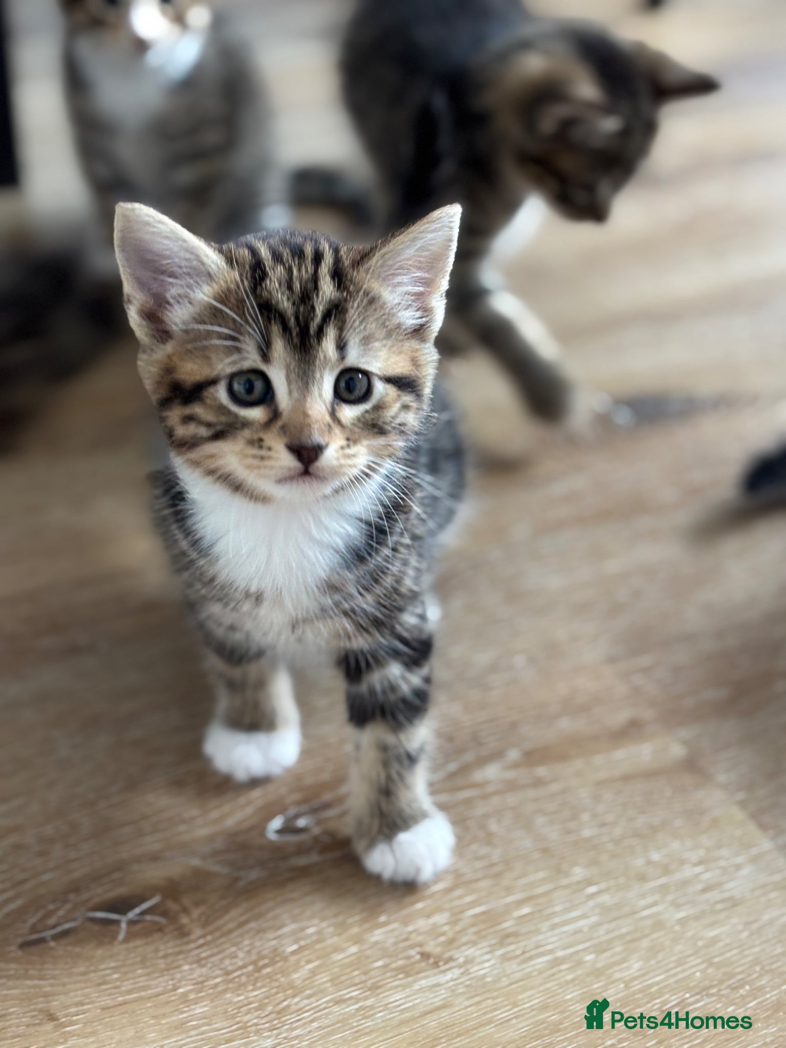 Mixed Breed cats Tabby kittens  - Advert 1