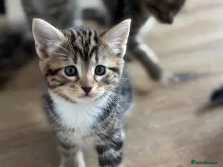 Mixed Breed cats Tabby kittens - Advert 2