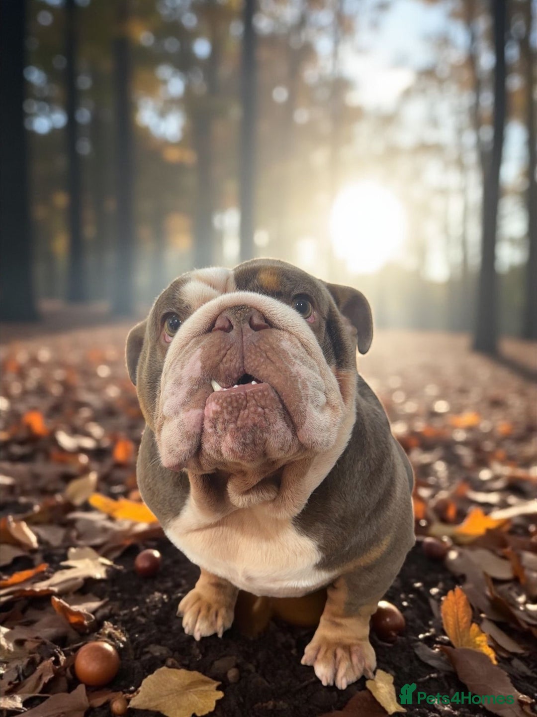 English Bulldog dogs for sale: English bulldog - Image 2