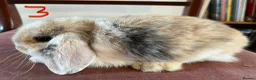 Mini Lop rabbits for sale: Beautiful Mini Lop Babies in Loughborough - Advert 27