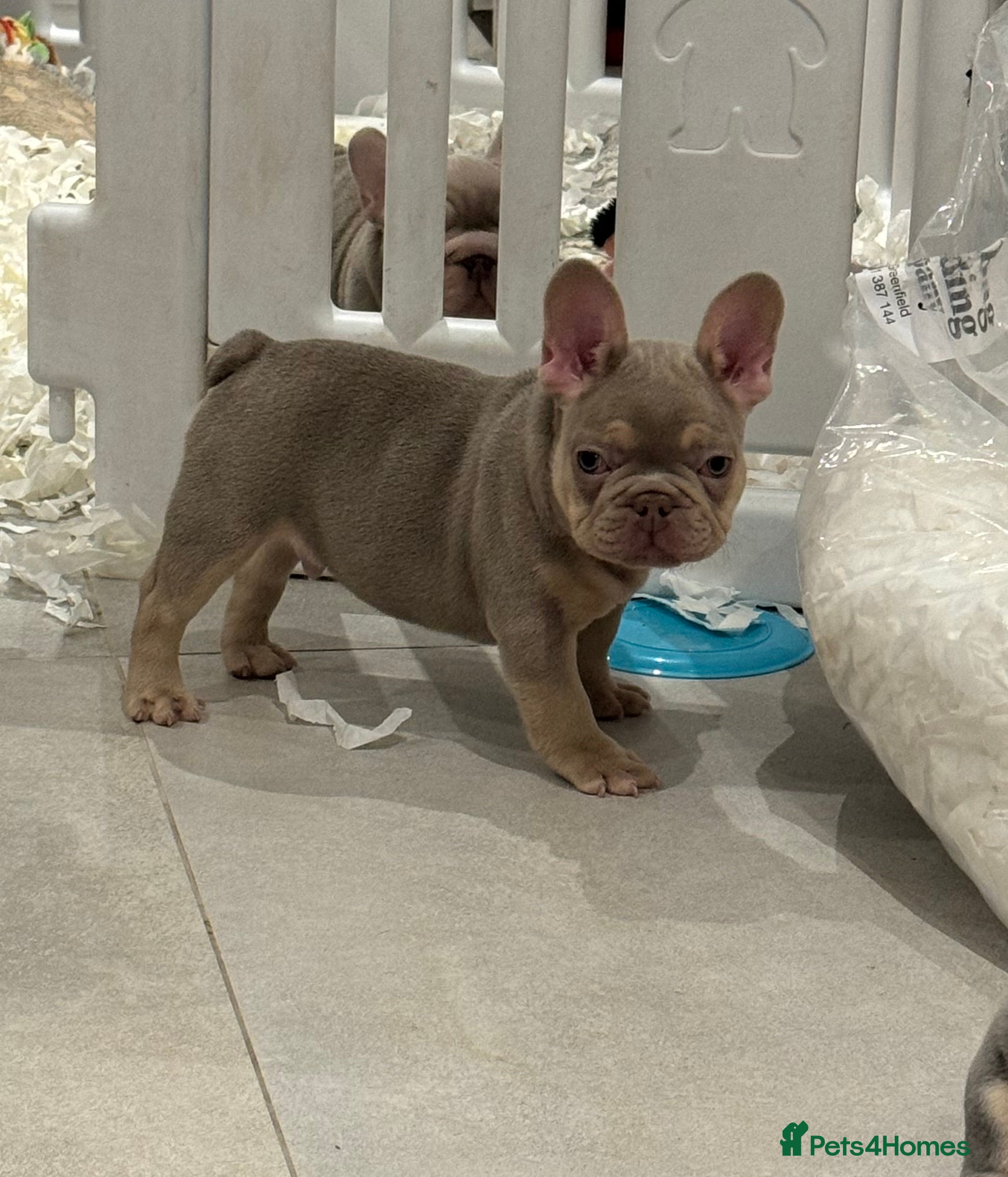 French Bulldog dogs High quality French bulldog puppies  - Advert 3