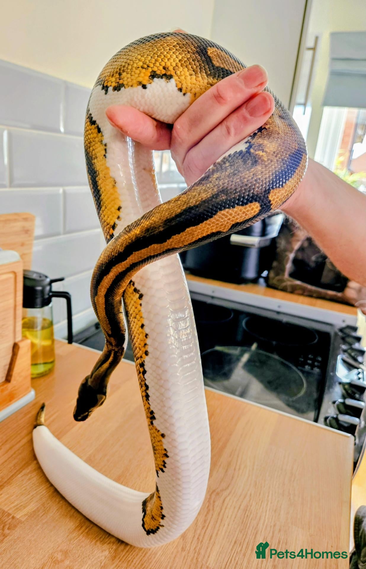 Python Snake reptiles FEMALE PIED 100% Het ALBINO 50% het CLOWN - Advert 2