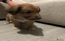 Mixed Breed dogs for sale: Welsh collies X Border collie - Image 15