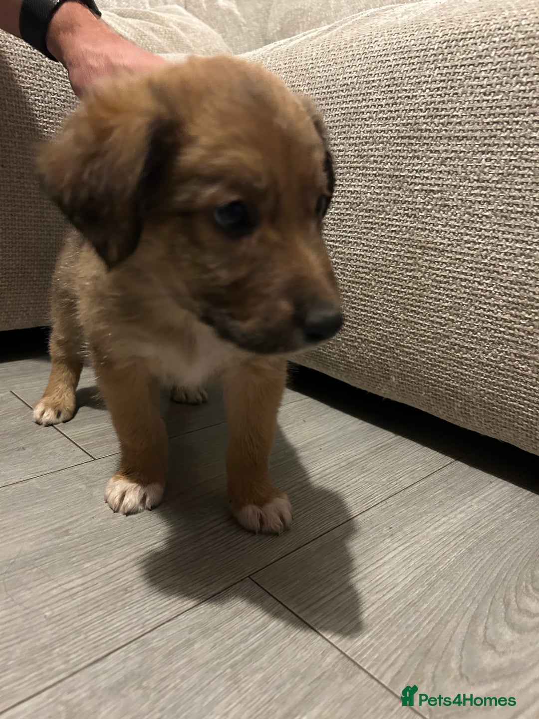 Mixed Breed dogs for sale: Welsh collies X Border collie - Image 15