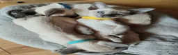 Siamese cats for sale: Gorgeous Siamese kittens!!! - Advert 13