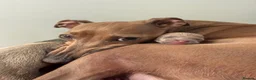 Italian Greyhound dogs for sale: KC reg Italian greyhounds - Advert 14