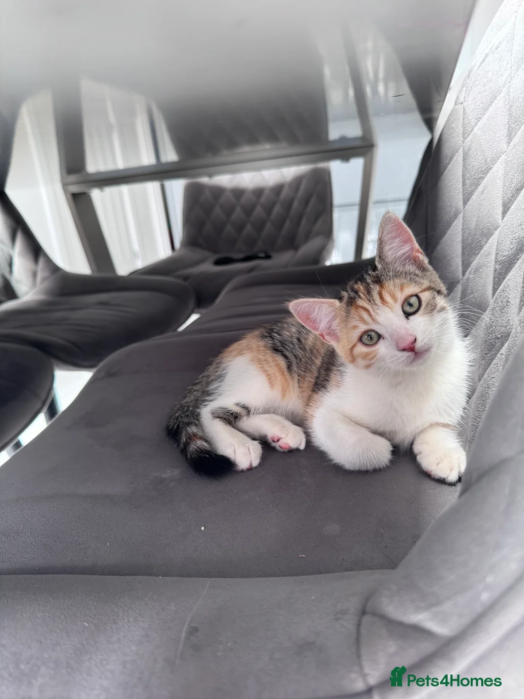 British Shorthair cats for sale: Calico short haired female kitten - Advert 4