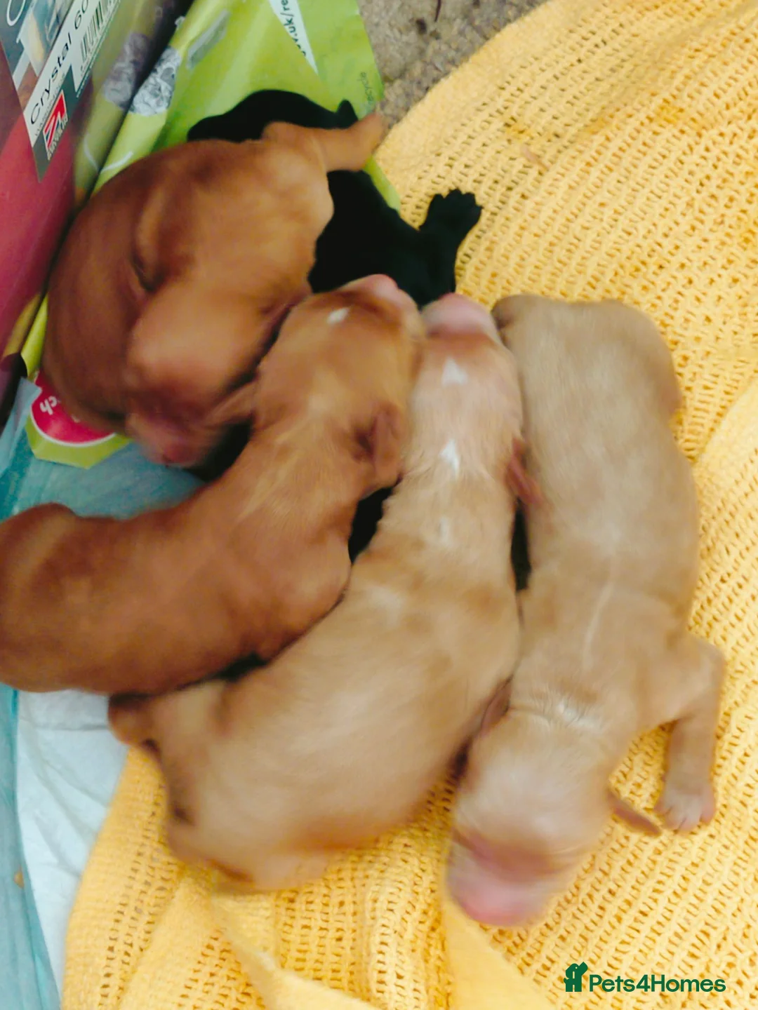 Cockapoo dogs for sale: 5 beautiful cockapoo puppies  - Advert 5