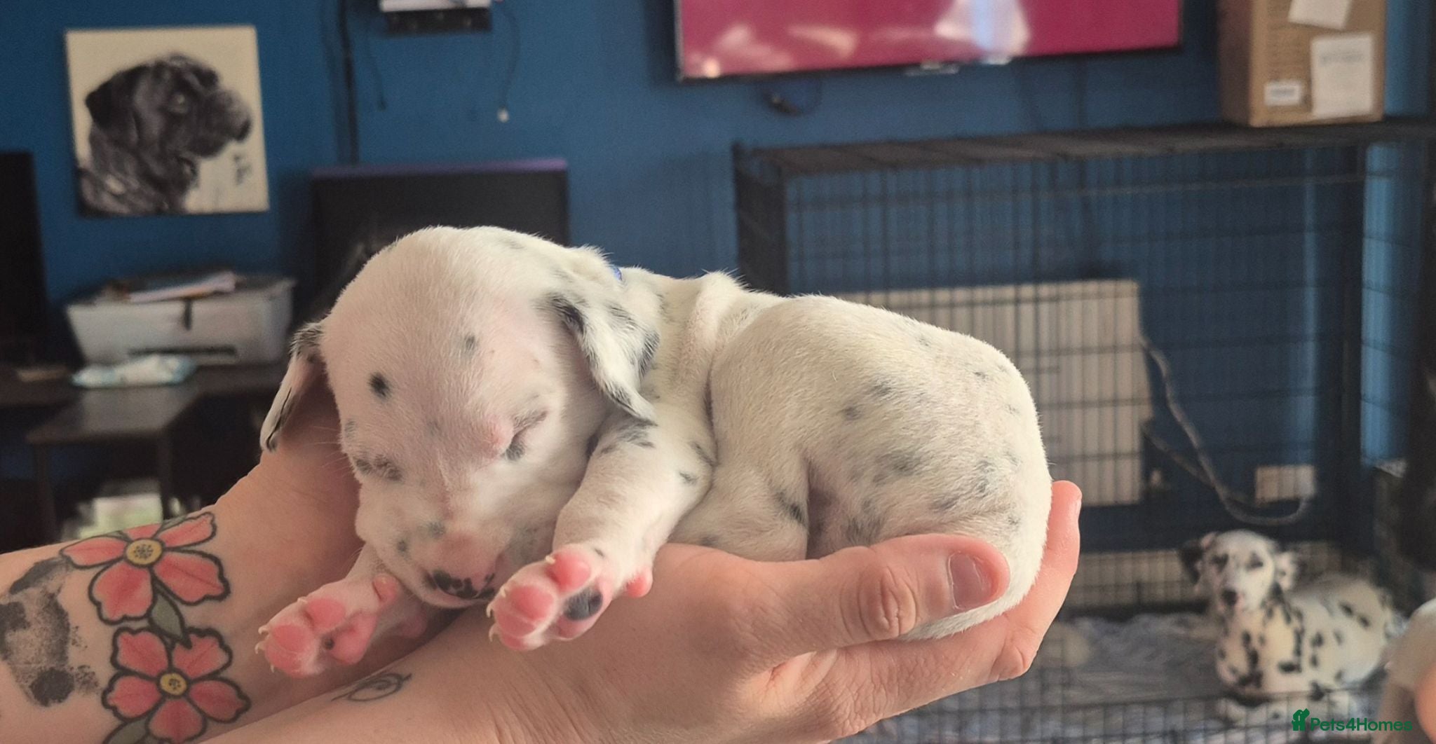 Dalmatian dogs Litter of pure Dalmatian puppies - Advert 14