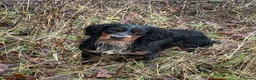 Cocker Spaniel dogs for stud: Proven KC’d Working Cocker Spaniel Stud - Advert 6