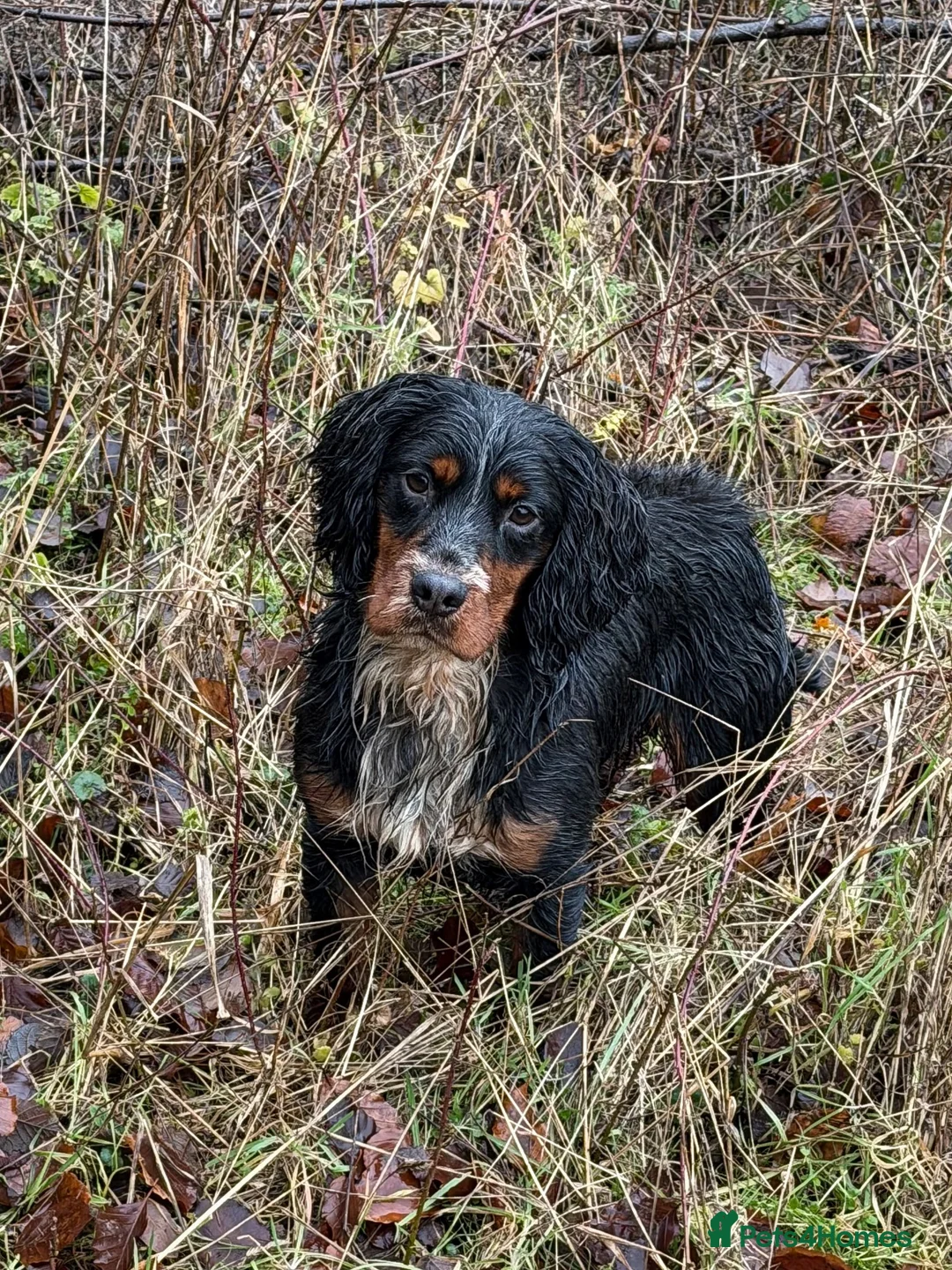 Cocker Spaniel dogs for stud: Proven KC’d Working Cocker Spaniel Stud - Advert 6