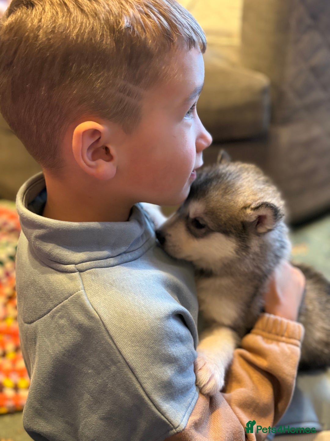 Alaskan Malamute dogs for sale: K.C registered Quality Alaskan Malamute puppies - Advert 9