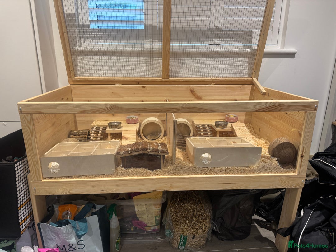 Hamster rodents for sale: 2 Boy Dwarf Hamsters  - Image 1