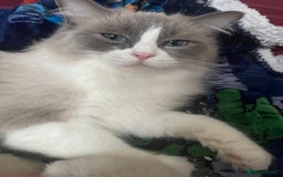 Ragdoll cats for sale: Our little snow babies ragdoll kittens  - Image 22
