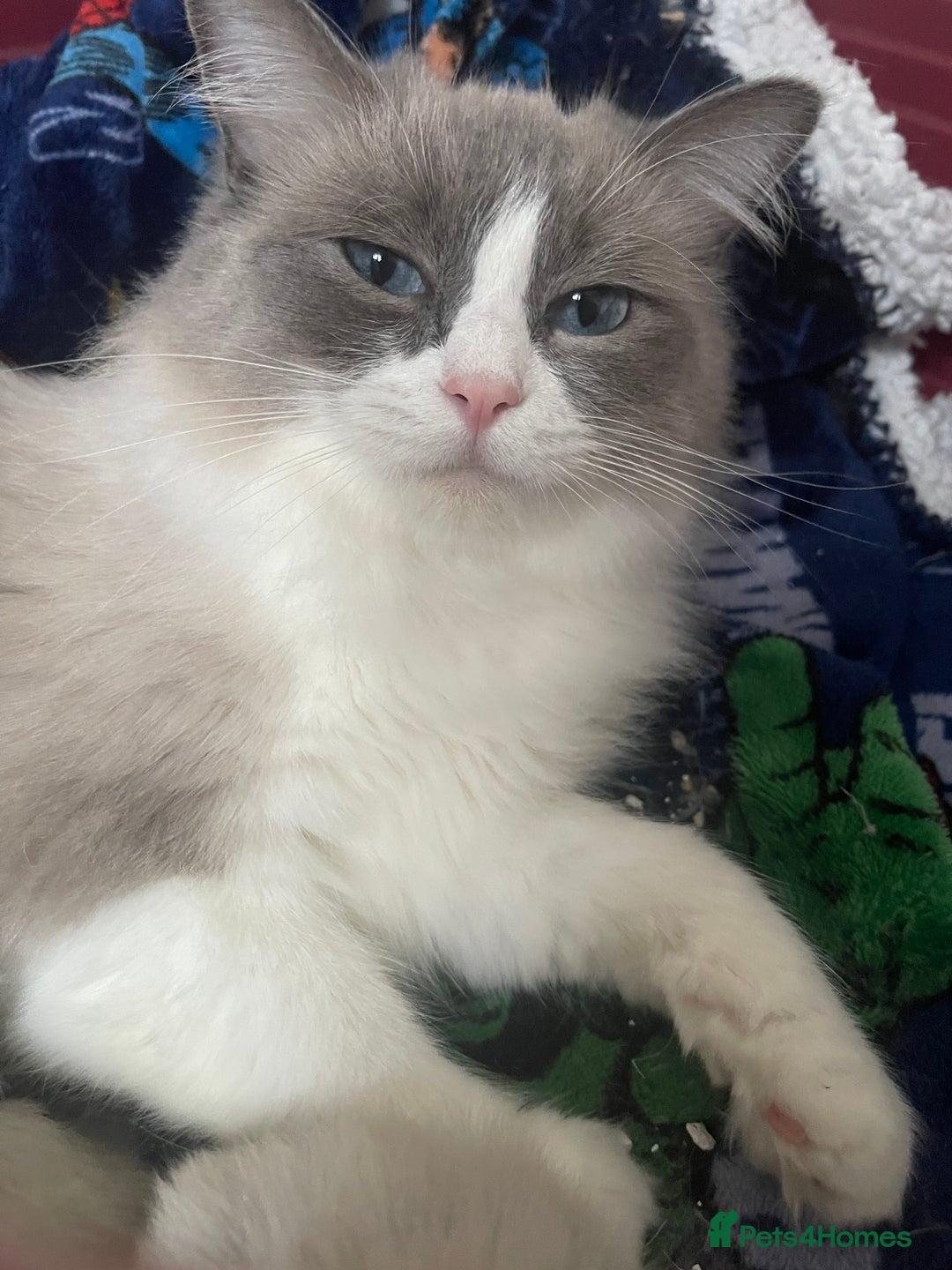 Ragdoll cats for sale: Our little snow babies ragdoll kittens  - Image 22