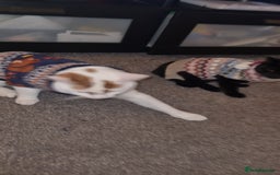Mixed Breed cats for sale: Kittens for sale beautiful  - Image 13