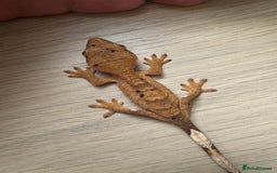 Gecko reptiles for sale: Multiple baby crested geckos  in Norwich - Image 2