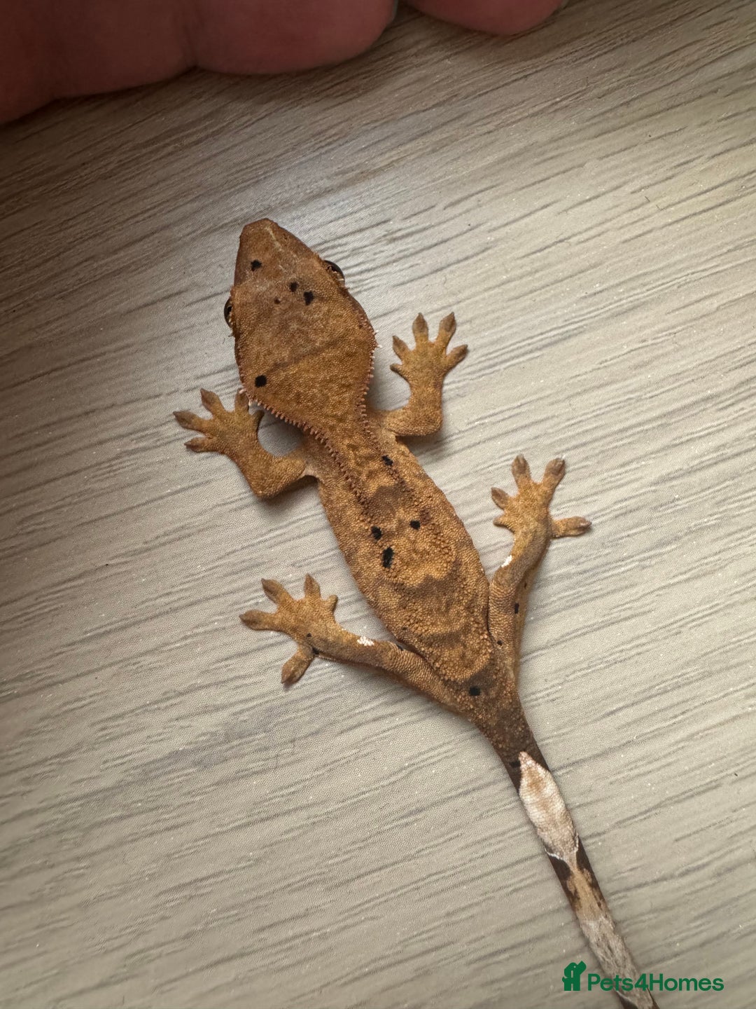 Gecko reptiles for sale: Multiple baby crested geckos  in Norwich - Image 2