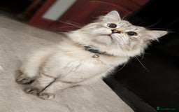 Siberian cats for sale: 1 year old Siberian (Loki) - Image 3