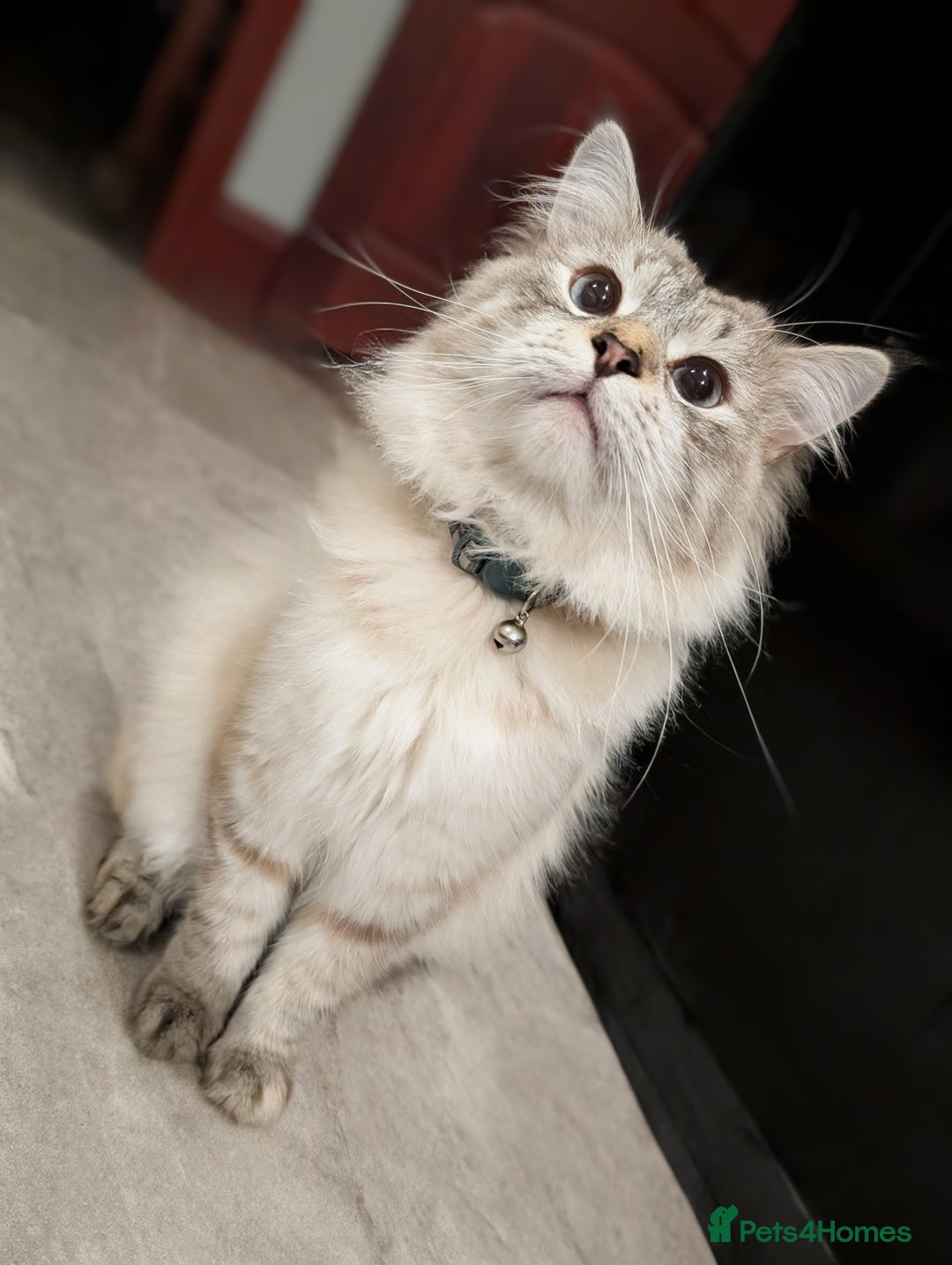 Siberian cats for sale: 1 year old Siberian (Loki) - Image 3