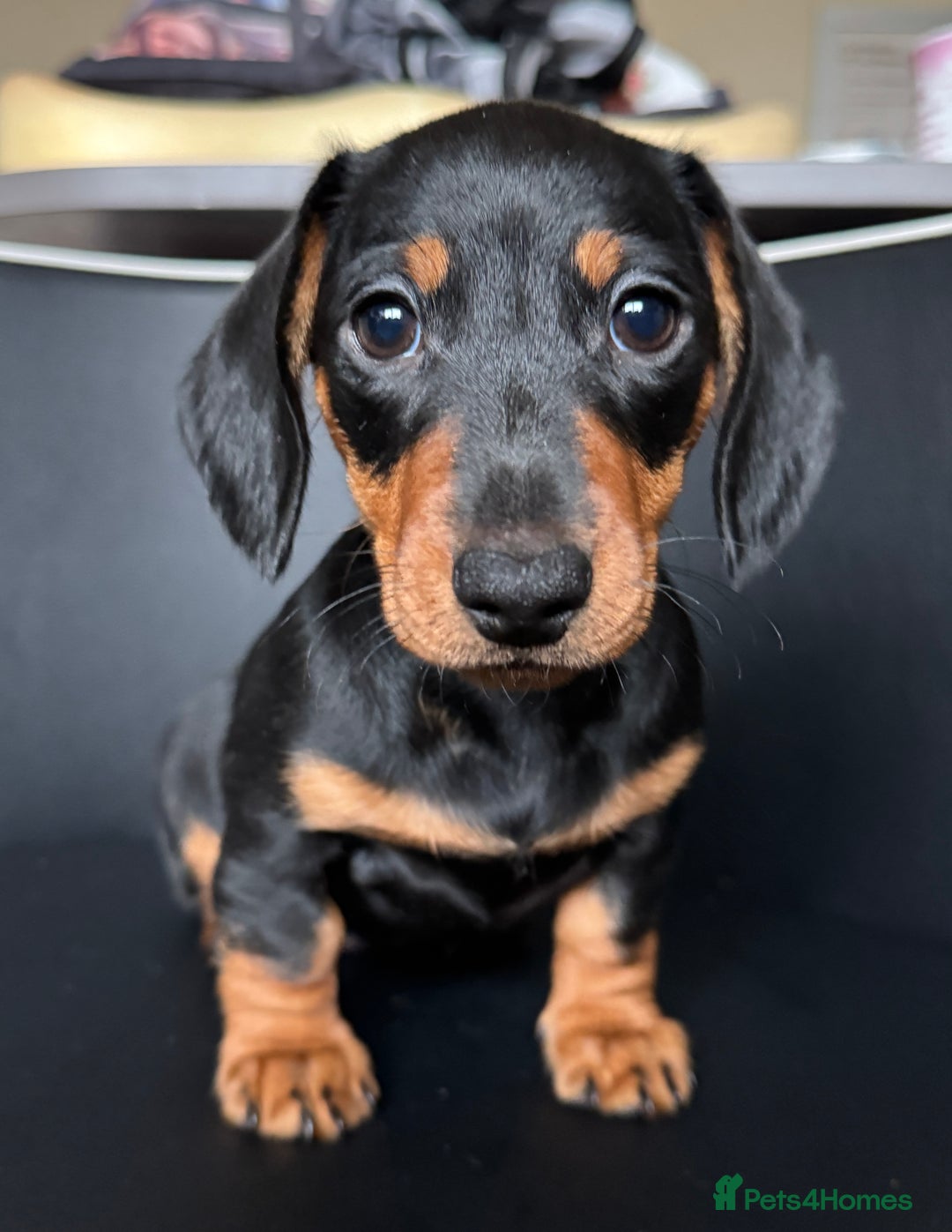 Dachshund dogs for sale: Mini dachshund puppies, PRA clear, health tested - Advert 4