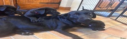 Labrador Retriever dogs for sale: GORGEOUS LITTER OF BLACK LABRADOR PUPPIES!! - Advert 3