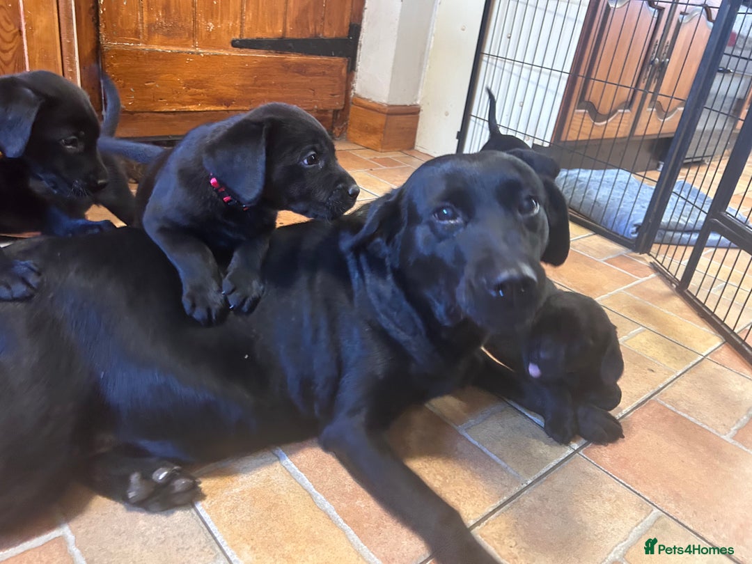 Labrador Retriever dogs for sale: GORGEOUS LITTER OF BLACK LABRADOR PUPPIES!! - Advert 3