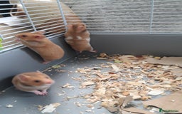 Hamster rodents for sale: Baby syrian hamsters from £10 - Available Now  in Manchester - Image 9