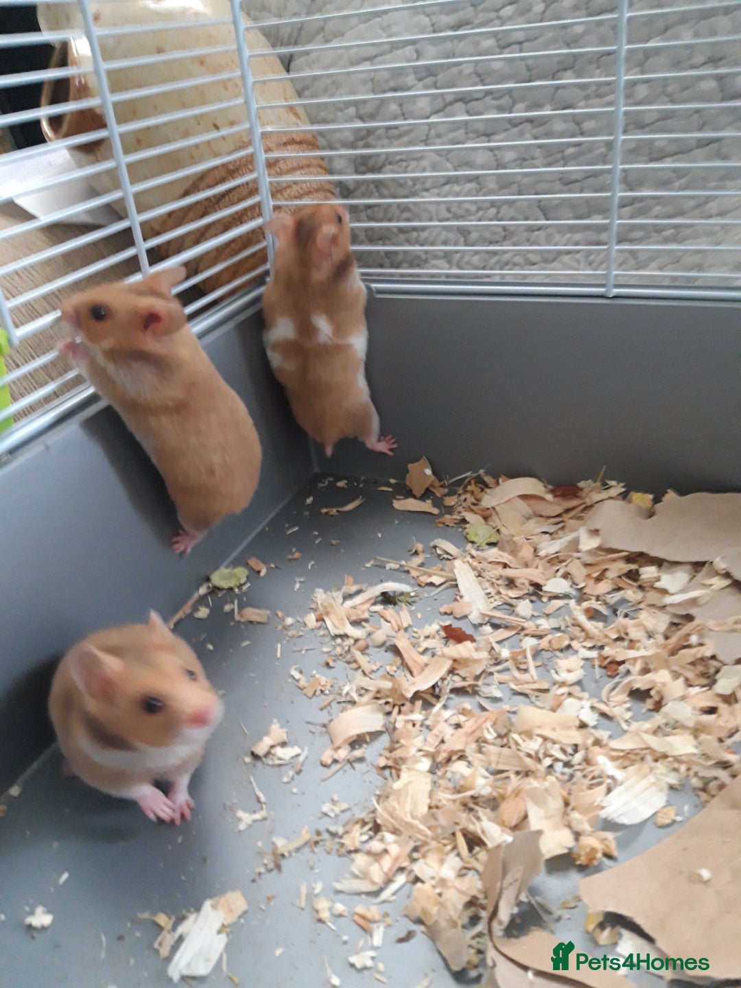 Hamster rodents for sale: Baby syrian hamsters from £10 - Available Now  in Manchester - Image 9