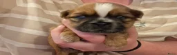 Shih Tzu dogs for sale: 5 beautiful KC reg shih Tzu puppies  - Advert 15