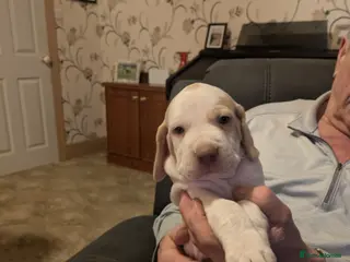 Pointer dogs Pointer - Advert 2