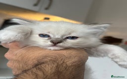 Ragdoll cats for sale: Gorgeous Balls Of Fluff 🥰😻🤗 - Image 28