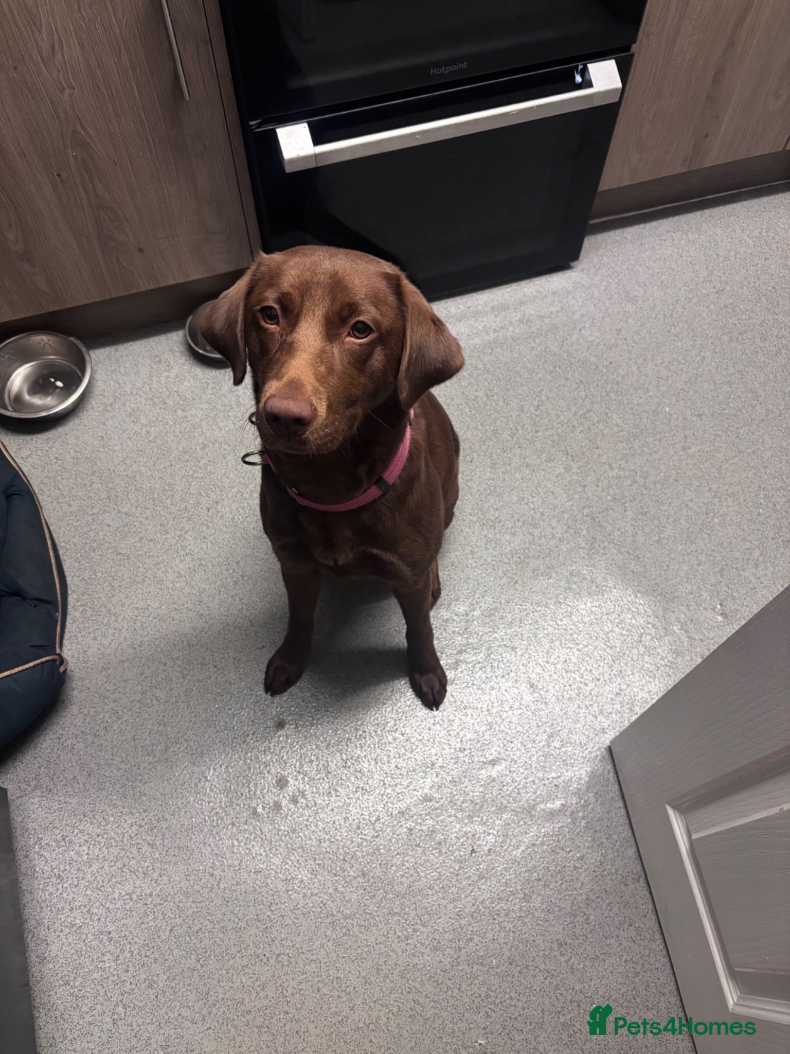 Labrador Retriever dogs 1 Year Old Chocolate Labrador Retriever - Advert 1