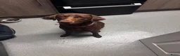 Labrador Retriever dogs for sale: 1 Year Old Chocolate Labrador Retriever - Advert 1