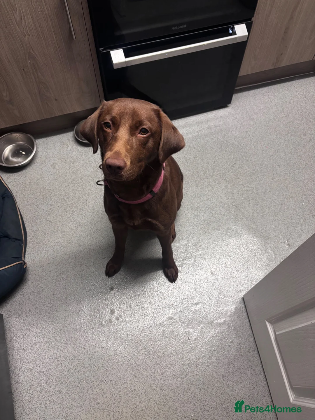 Labrador Retriever dogs for sale: 1 Year Old Chocolate Labrador Retriever - Advert 1