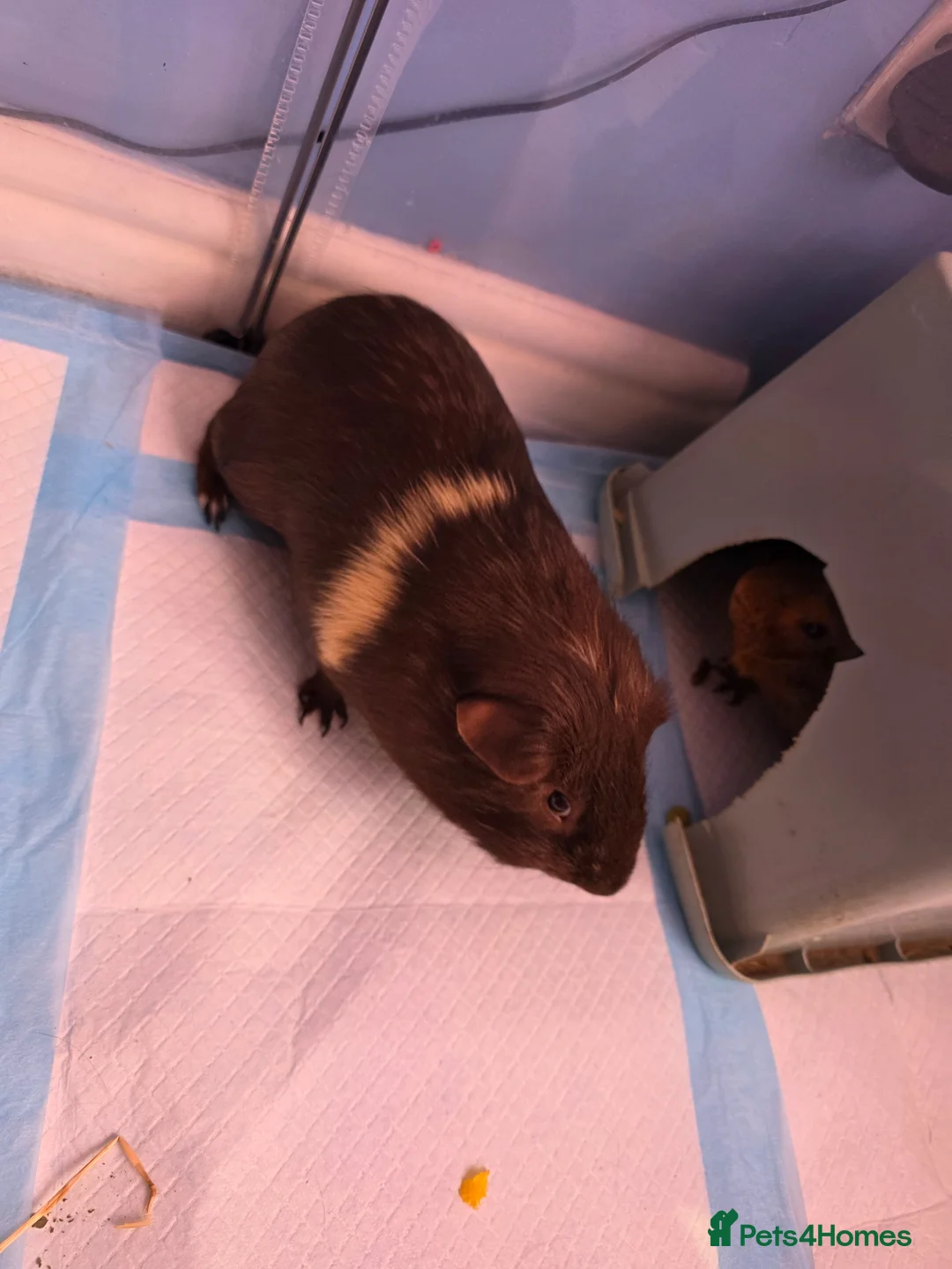 Guinea Pig rodents for sale: ⚠️Free⚠️ 2 male guinea pigs must go together in March - Advert 3