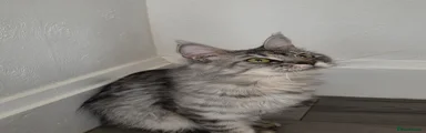 Maine Coon 1