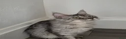 Maine Coon cats for sale: Active maine coon  - Advert 6