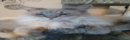 Maine Coon cats for sale: Big Beautiful Maine Coon Male Cat in Richmond - Advert 8