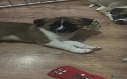 Akita dogs for sale: American akita Female bitches  - Image 5