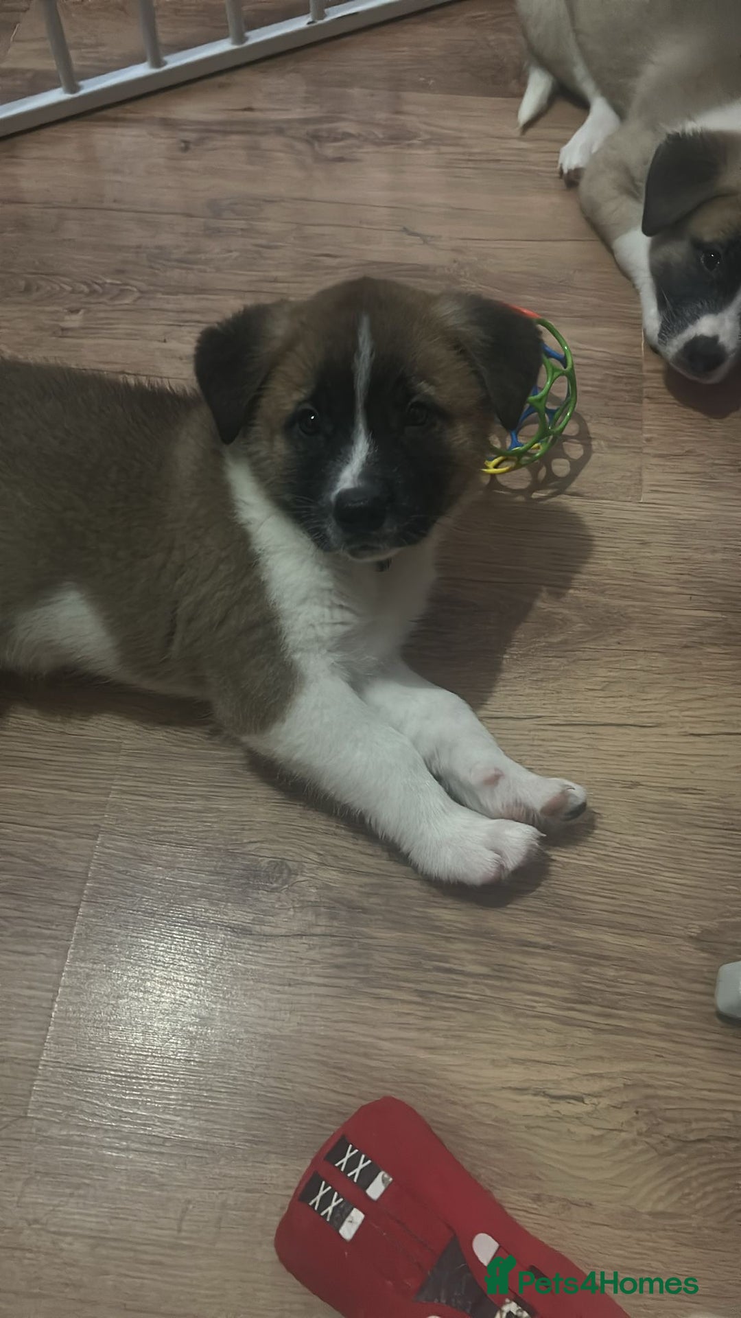 Akita dogs for sale: American akita Female bitches  - Image 5