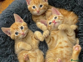 Mixed Breed cats GORGEOUS KITTENS - Advert 18